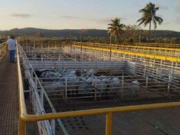 Ramax compra frigoríficos em Goiás e SP e retoma produção de carne