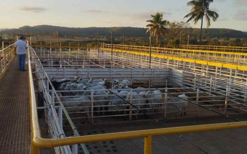 Ramax compra frigoríficos em Goiás e SP e retoma produção de carne