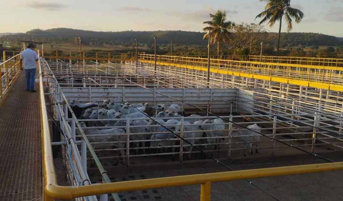 Ramax-Group expande frigoríficos para SP e Goiás Ramax-Group expande frigoríficos para SP e Goiás