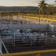 Ramax-Group expande produção e abre dois novos frigoríficos no país