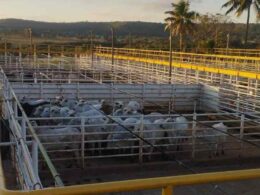 Ramax-Group expande produção e abre dois novos frigoríficos no país