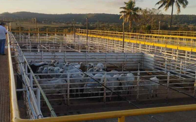 Ramax-Group expande produção e abre dois novos frigoríficos no país