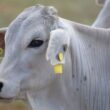 Rastreabilidade Bovina: Novo Aliado dos Pecuaristas para Mais Lucro e Menos Burocracia