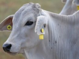Rastreabilidade Bovina: Novo Aliado dos Pecuaristas para Mais Lucro e Menos Burocracia