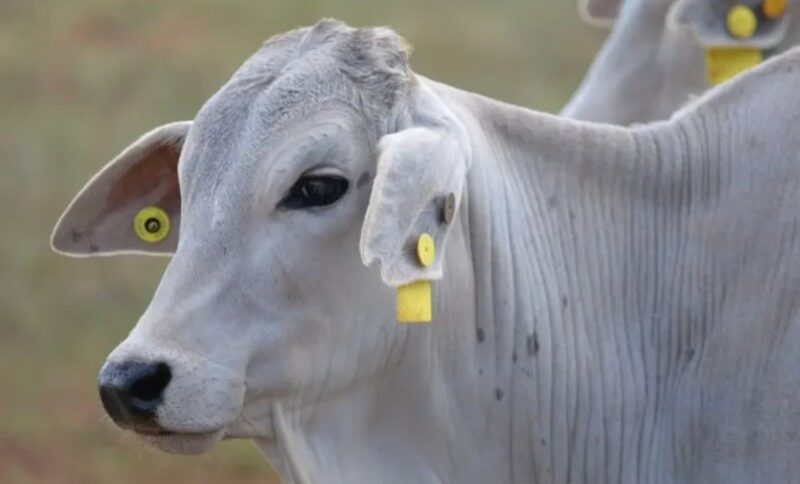Rastreabilidade Bovina: Novo Aliado dos Pecuaristas para Mais Lucro e Menos Burocracia