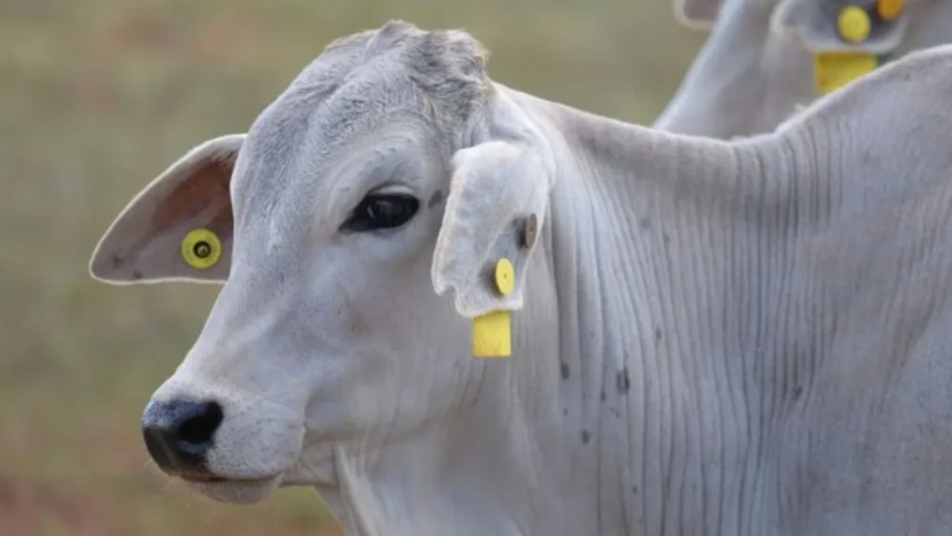 Rastreabilidade Bovina: Novo Aliado dos Pecuaristas para Mais Lucro e Menos Burocracia
