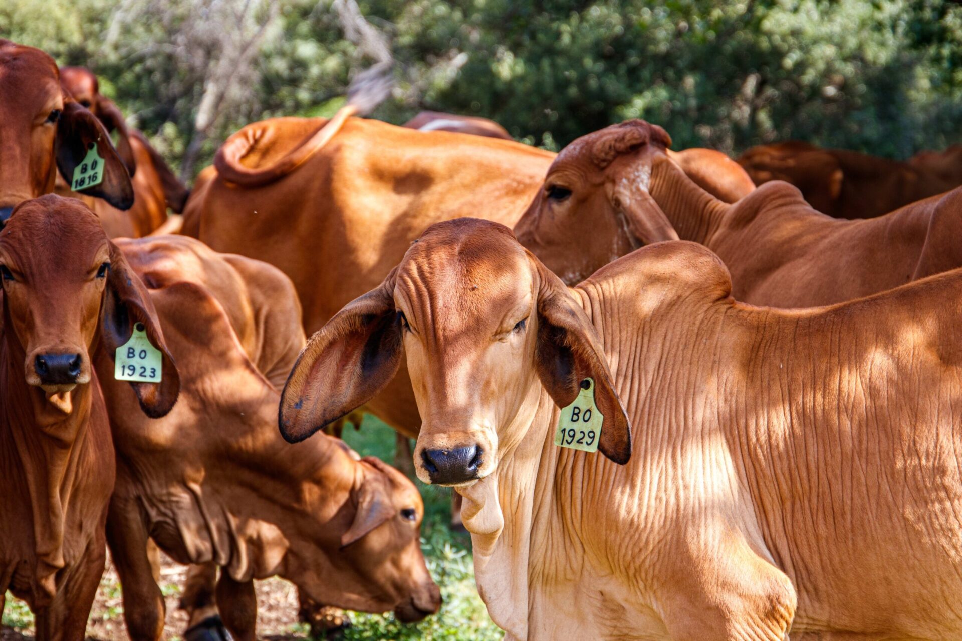 Receita das exportações de carne bovina em setembro têm uma queda de 24% em relação ao total.