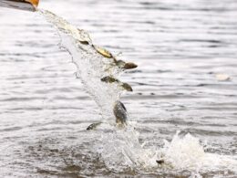 Reconstruindo o Rio Paraná: CTG Brasil Lança 80 Mil Peixes Pintados e Revitaliza a Vida Aquática!