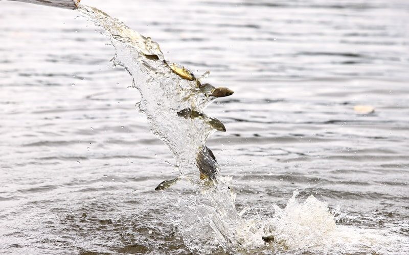 Reconstruindo o Rio Paraná: CTG Brasil Lança 80 Mil Peixes Pintados e Revitaliza a Vida Aquática!