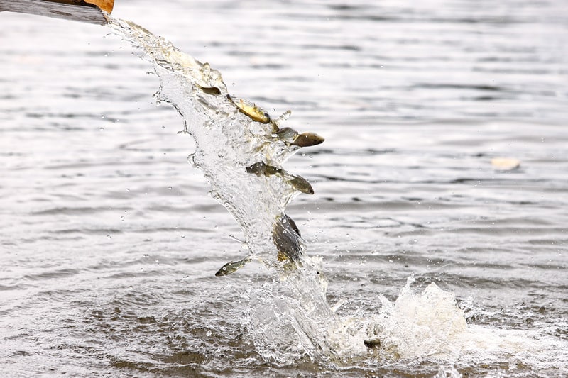Reconstruindo o Rio Paraná: CTG Brasil Lança 80 Mil Peixes Pintados e Revitaliza a Vida Aquática!