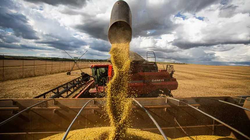 Recorde de Soja à Vista: Abiove Revela Expectativa de Safra Surpreendente com 171,7 Milhões de Toneladas