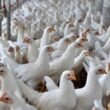 Regionalização: Revolução na Exportação de Frango ao Japão Protege e Impulsiona o Setor!