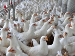 Regionalização: Revolução na Exportação de Frango ao Japão Protege e Impulsiona o Setor!