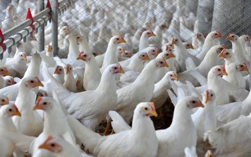 Regionalização: Revolução na Exportação de Frango ao Japão Protege e Impulsiona o Setor!