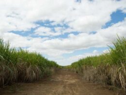 Renascimento Verde: Receita com Defensivos na Cana Atingirá Novo Pico em 2025!