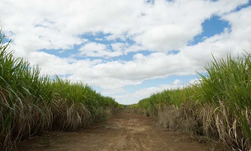 Renascimento Verde: Receita com Defensivos na Cana Atingirá Novo Pico em 2025!