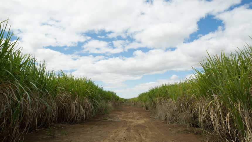 Renascimento Verde: Receita com Defensivos na Cana Atingirá Novo Pico em 2025!