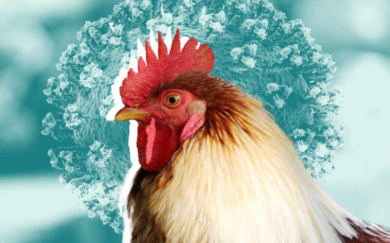 Renovação das Importações: EUA e Canadá Liberam Aves Francesas Após Vacinação – O Que Isso Significa para o Mercado?