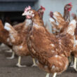 República Tcheca Lança Batalha na UE: Gaiolas não! Conheça a Revolução da Criação Animal que Está Agitando a Europa!
