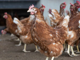 República Tcheca Lança Batalha na UE: Gaiolas não! Conheça a Revolução da Criação Animal que Está Agitando a Europa!