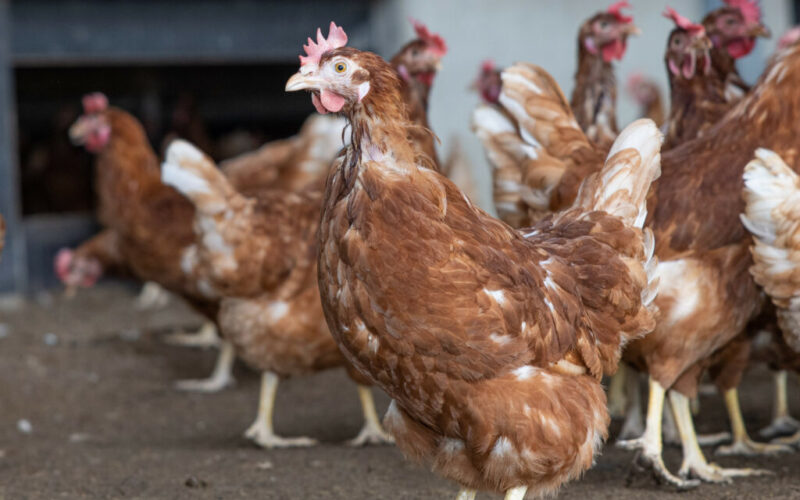 República Tcheca Lança Batalha na UE: Gaiolas não! Conheça a Revolução da Criação Animal que Está Agitando a Europa!
