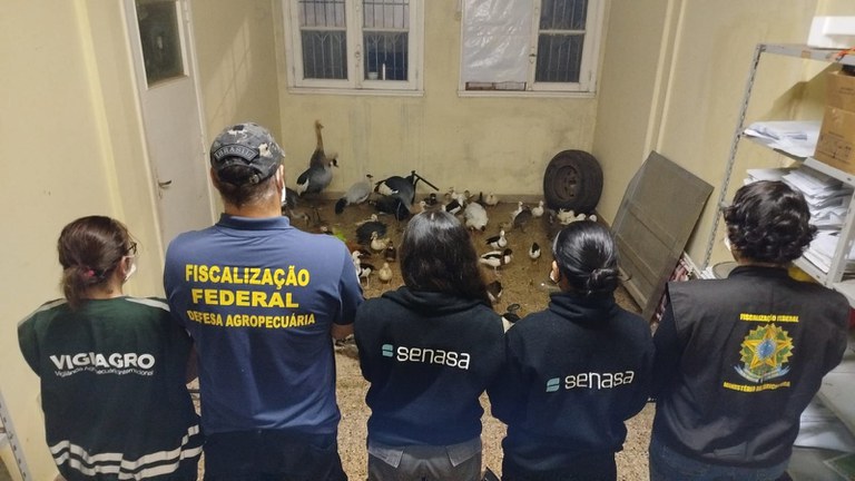 Resgate Emocionante: Vigiagro Salva 60 Aves Ornamentais na Fronteira Brasil-Argentina!
