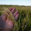 Resiliência no Campo: Como o Arroz Superou Desafios Climáticos e Promete uma Safra Recorde
