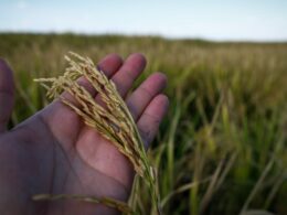 Resiliência no Campo: Como o Arroz Superou Desafios Climáticos e Promete uma Safra Recorde