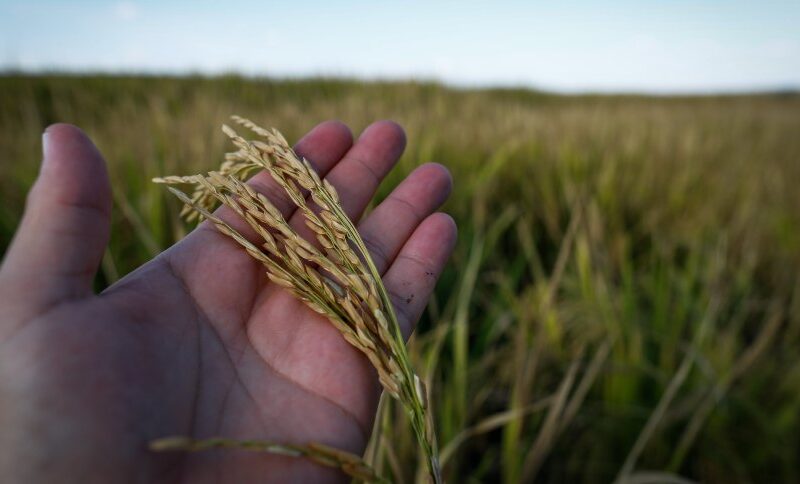 Resiliência no Campo: Como o Arroz Superou Desafios Climáticos e Promete uma Safra Recorde