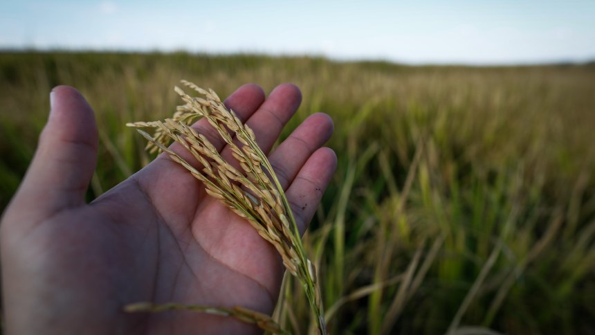 Resiliência no Campo: Como o Arroz Superou Desafios Climáticos e Promete uma Safra Recorde