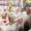 Revolução Alimentar: Aves e Suínos Batem Recordes em 2024 – O Que Isso Significa Para o Seu Prato?