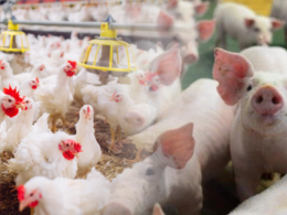 Revolução Alimentar: Aves e Suínos Batem Recordes em 2024 – O Que Isso Significa Para o Seu Prato?