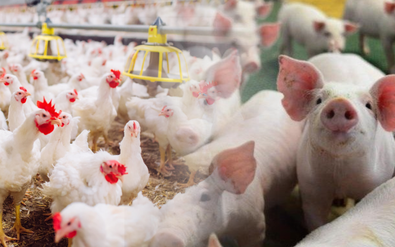 Revolução Alimentar: Aves e Suínos Batem Recordes em 2024 – O Que Isso Significa Para o Seu Prato?