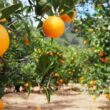 Revolução Cítrica: Como Clima e Greening Poderão Explodir Preços da Laranja e Suco em 2025!