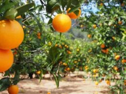 Revolução Cítrica: Como Clima e Greening Poderão Explodir Preços da Laranja e Suco em 2025!