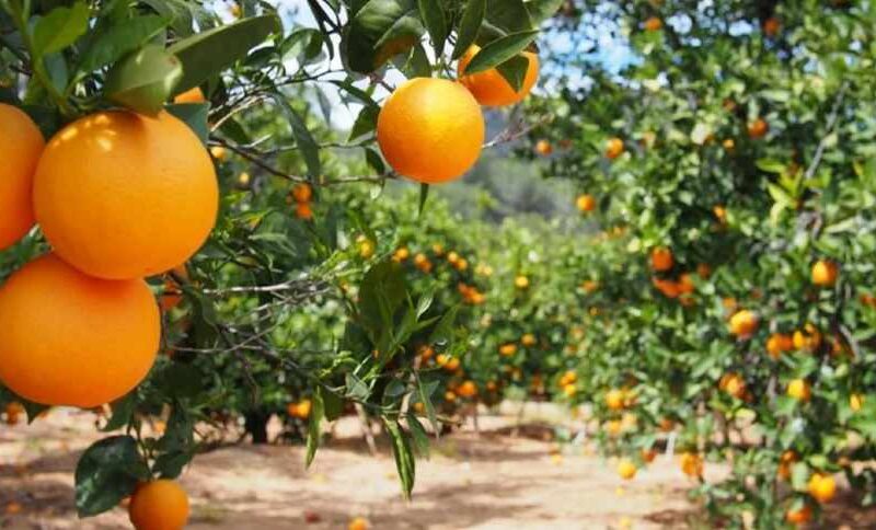 Revolução Cítrica: Como Clima e Greening Poderão Explodir Preços da Laranja e Suco em 2025!