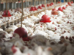 Revolução da Avicultura: Como uma Empresa Familiar do Oriente Médio Está Transformando o Setor nos Emirados!