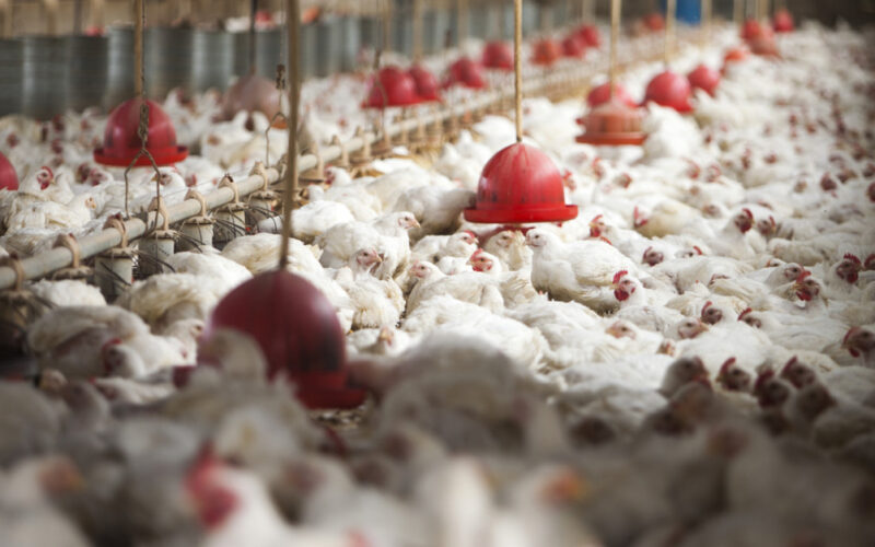 Revolução da Avicultura: Como uma Empresa Familiar do Oriente Médio Está Transformando o Setor nos Emirados!