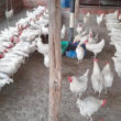 Revolução da Avicultura na Paraíba: Rações Sustentáveis e Ovos de Qualidade que Transformam a Indústria!