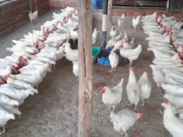 Revolução da Avicultura na Paraíba: Rações Sustentáveis e Ovos de Qualidade que Transformam a Indústria!
