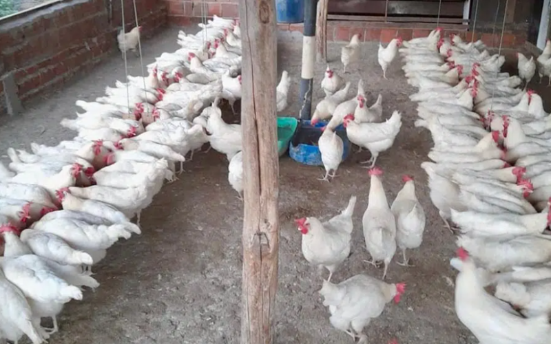 Revolução da Avicultura na Paraíba: Rações Sustentáveis e Ovos de Qualidade que Transformam a Indústria!