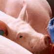 Revolução da Carne Suína: Como o Brasil Domina o Mercado e Impulsiona a Suinocultura no Mundo!