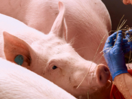 Revolução da Carne Suína: Como o Brasil Domina o Mercado e Impulsiona a Suinocultura no Mundo!