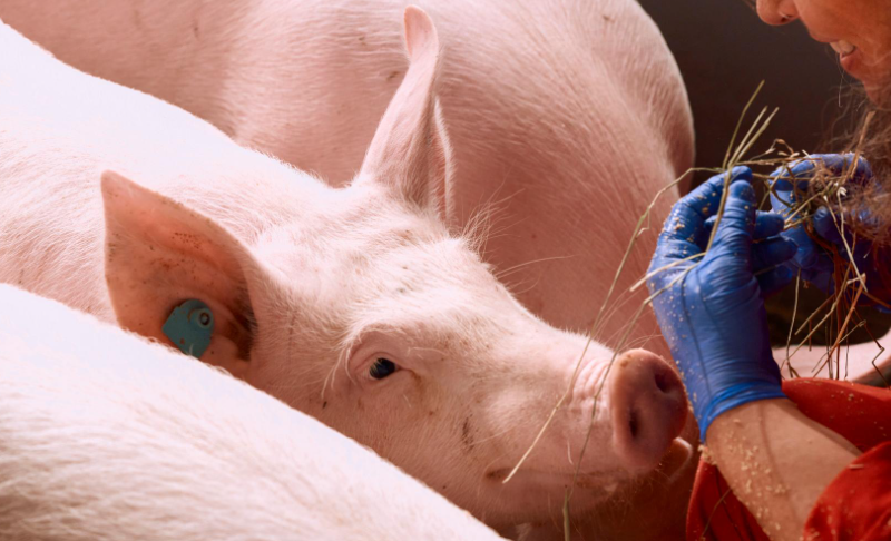 Revolução da Carne Suína: Como o Brasil Domina o Mercado e Impulsiona a Suinocultura no Mundo!