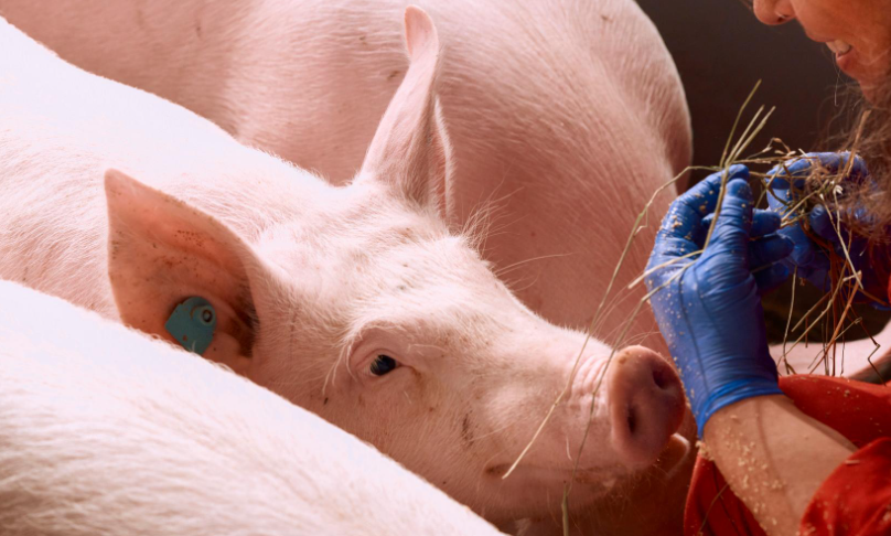 Revolução da Carne Suína: Como o Brasil Domina o Mercado e Impulsiona a Suinocultura no Mundo!
