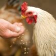 Revolução na Avicultura: Como Novas Regras Estão Transformando o Bem-Estar Animal na Rússia!