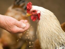 Revolução na Avicultura: Como Novas Regras Estão Transformando o Bem-Estar Animal na Rússia!