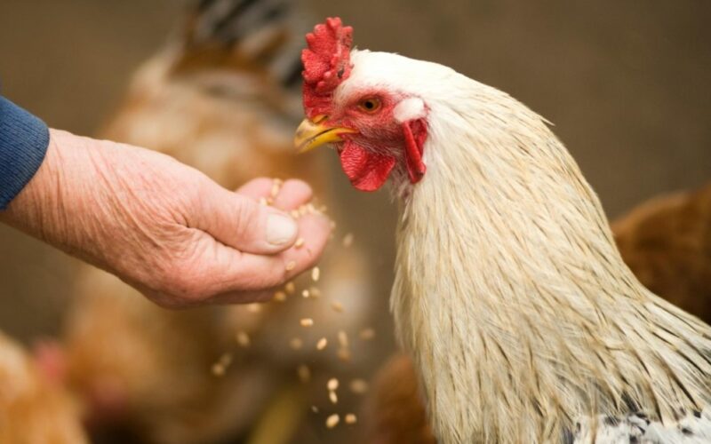 Revolução na Avicultura: Como Novas Regras Estão Transformando o Bem-Estar Animal na Rússia!