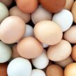 Revolução na Avicultura: Como uma Nova Parceria Está Transformando o Mercado Brasileiro de Produtos!