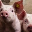 Revolução na Carne Suína: Financiamento e Qualidade do Ar Transformam o Futuro da Indústria nos EUA!